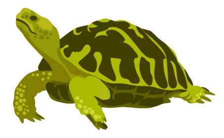 Image of a Turtle