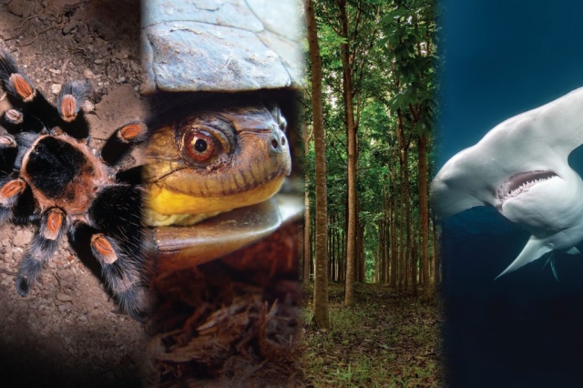 Apoyo al comercio sustentable de especies listadzs en la CITES