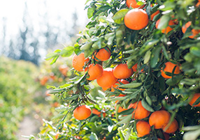 A bush of ripe tangerines