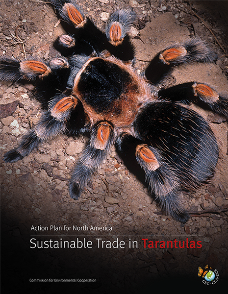 Tarantulas Publication Cover