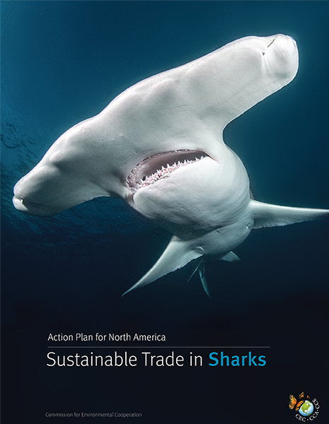 Shark Publication Cover