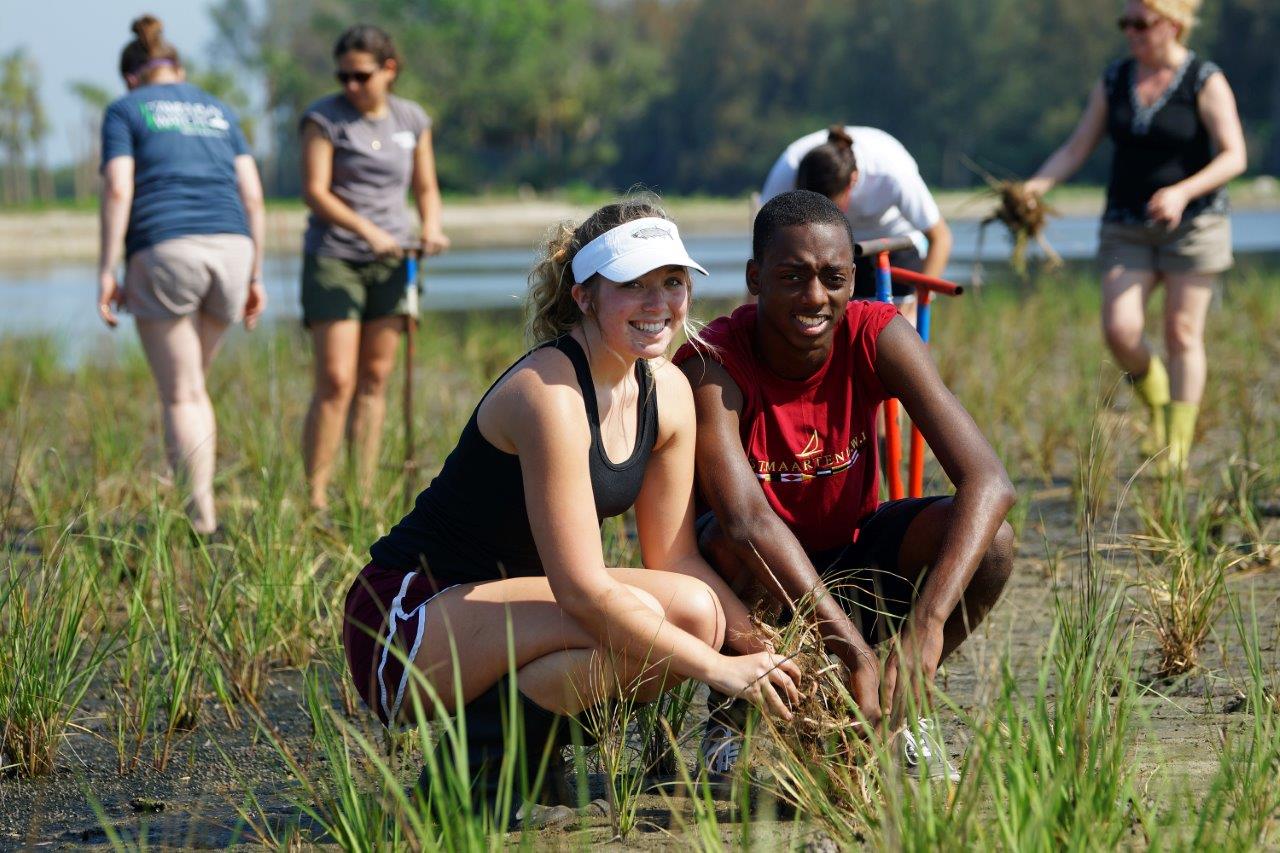 Bay Grasses - BGIC - NAPECA