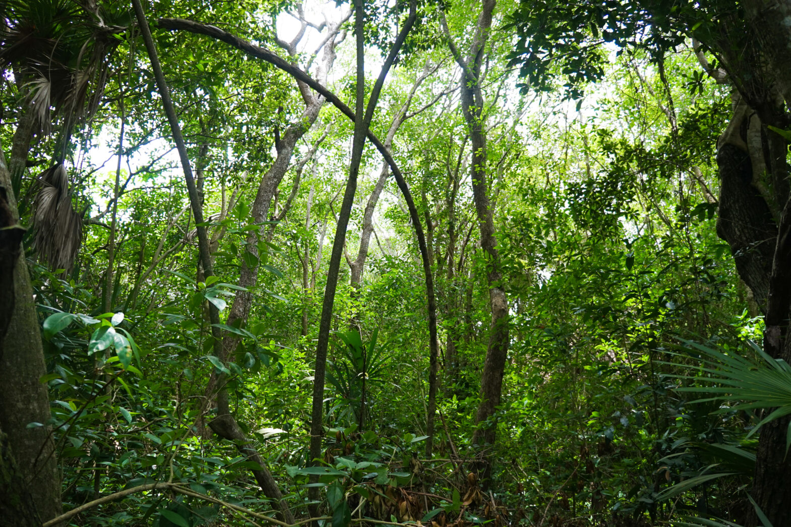 Mayan Forest - NAPECA Project