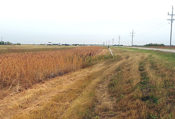 Field near Lake Winnipeg - NAPECA Project