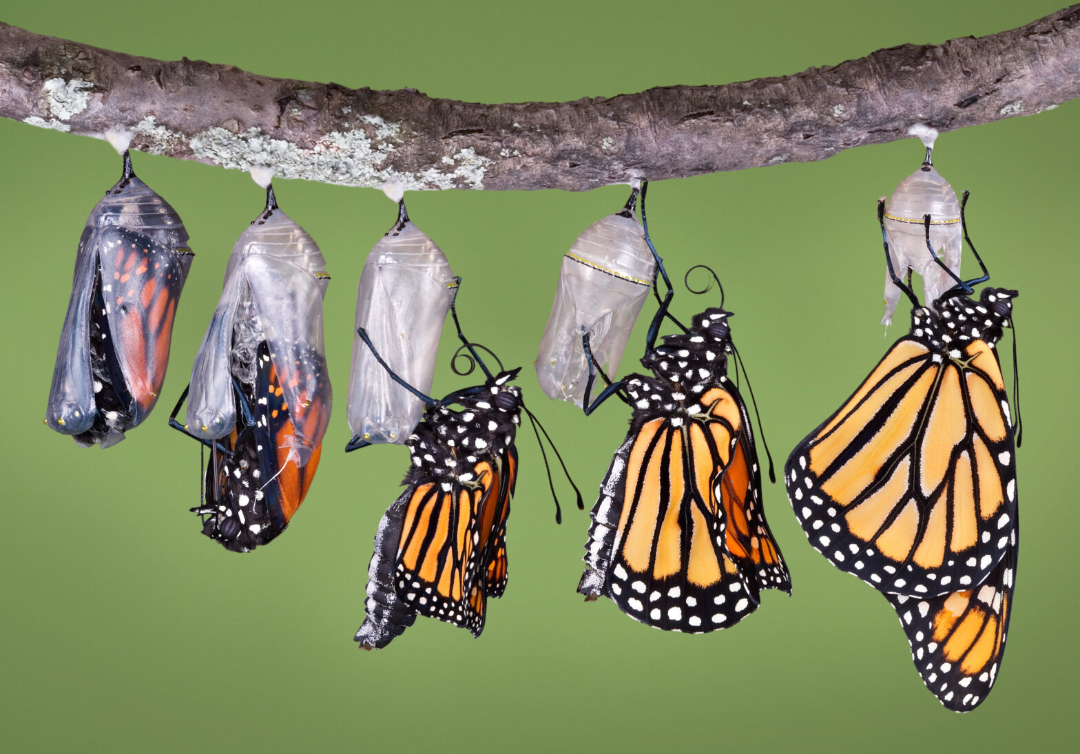 A composite of five different views of a monarch emerging from its chrysalis