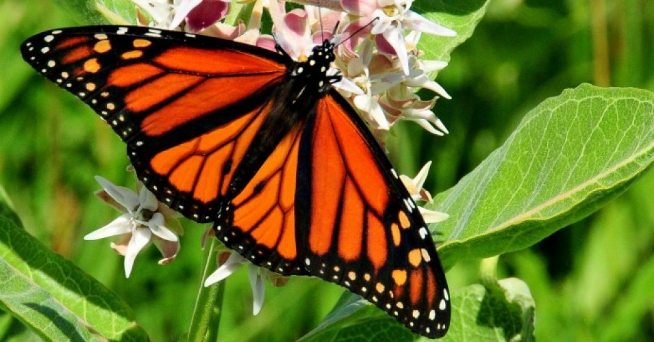 Monarch Butterfly