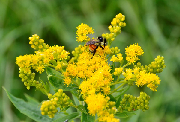 Bee pollinating flowers