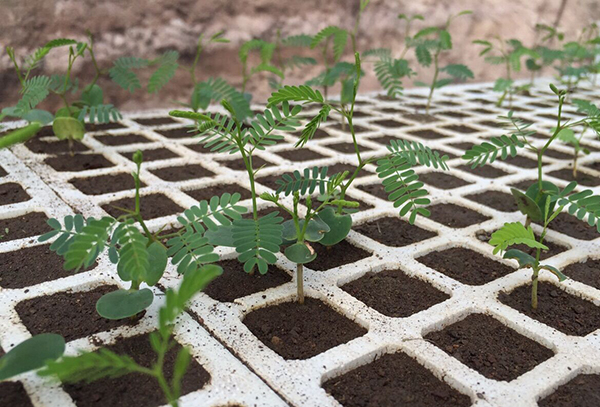Photo of sprouting plants - NAPECA project