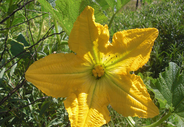 Photo of a flower - NAPECA project