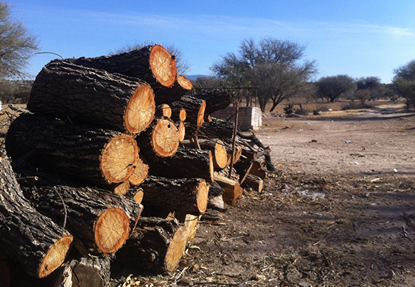 Pile of cut tree trunks