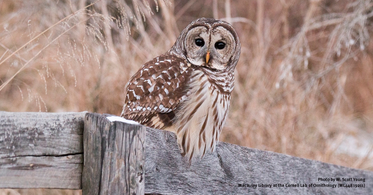 Barred Owl lethal takes in US