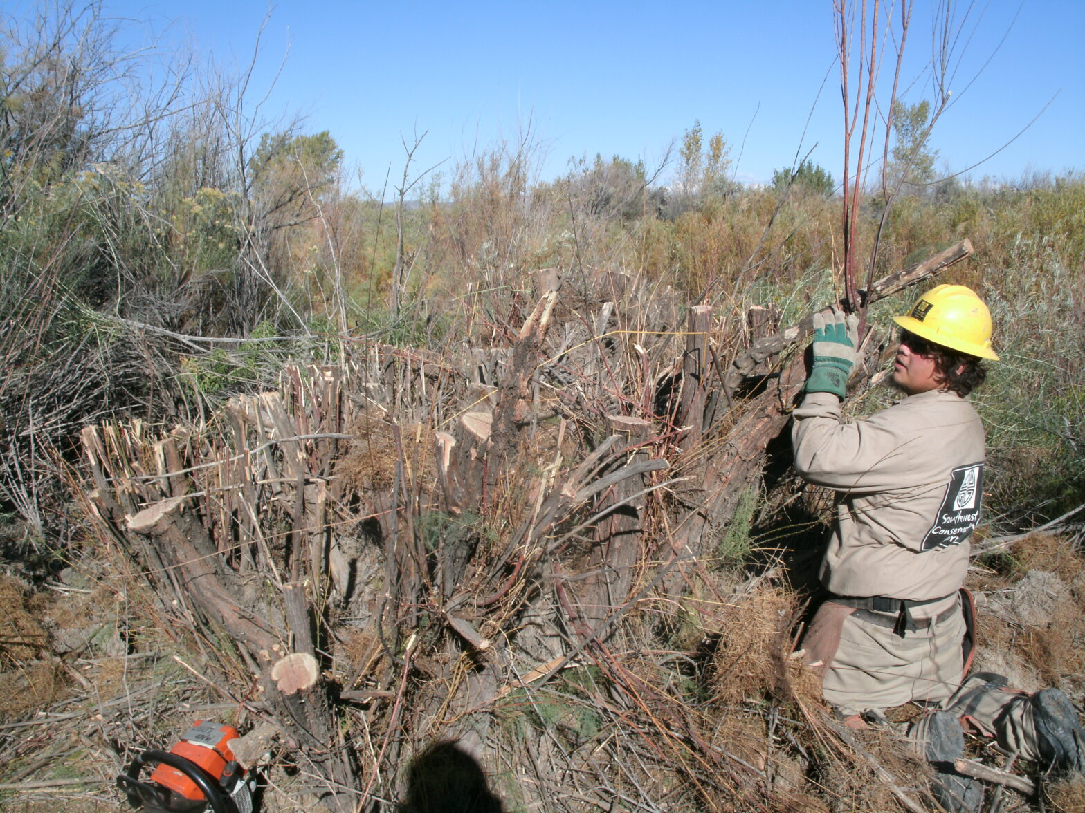 Dolores River Restoration Partnership (DRRP)