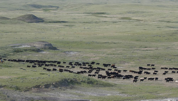 Les prairies d’Amérique du Nord