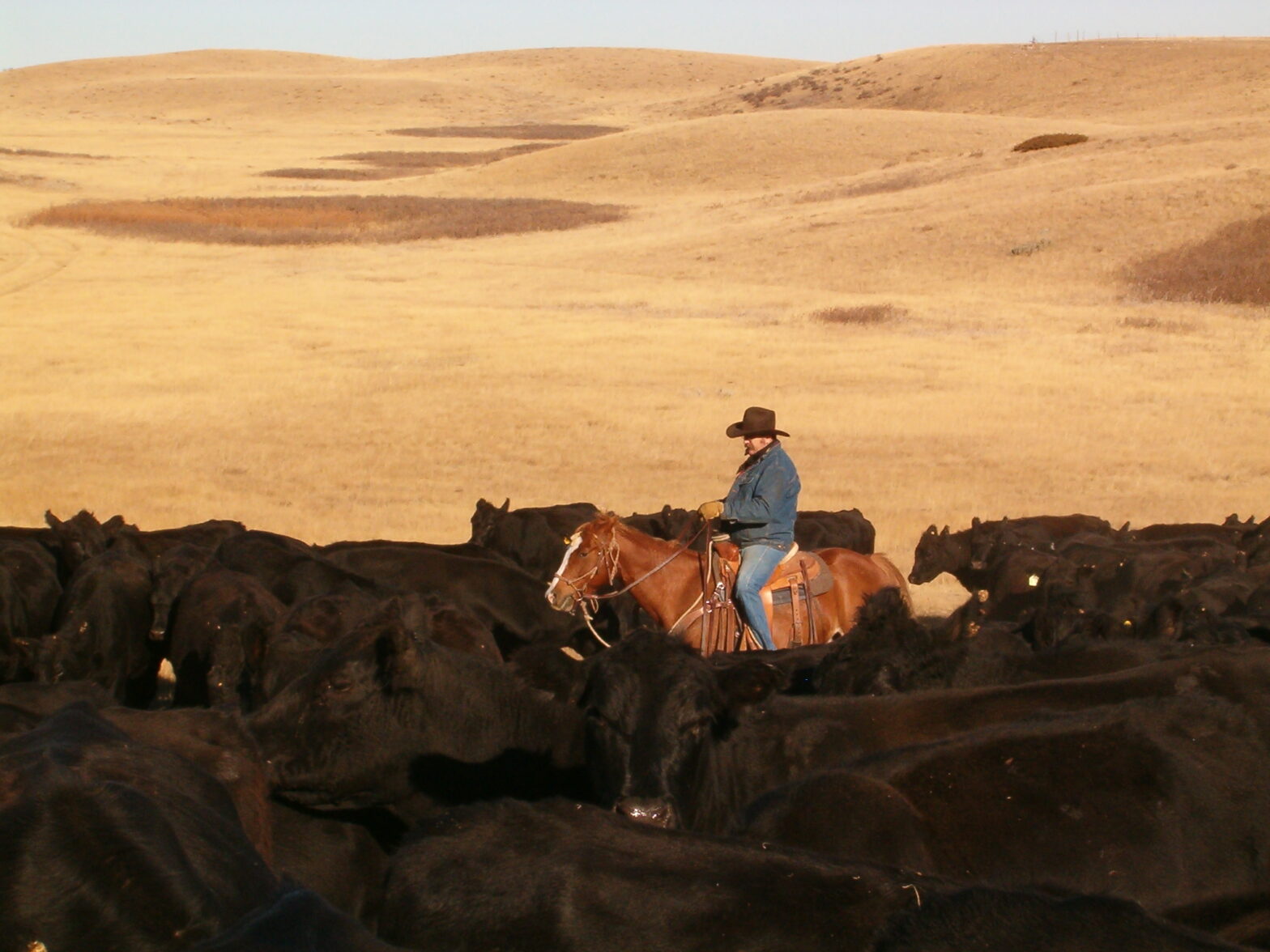 Grassland Stewardship Conservation Programming on Natural Grasslands