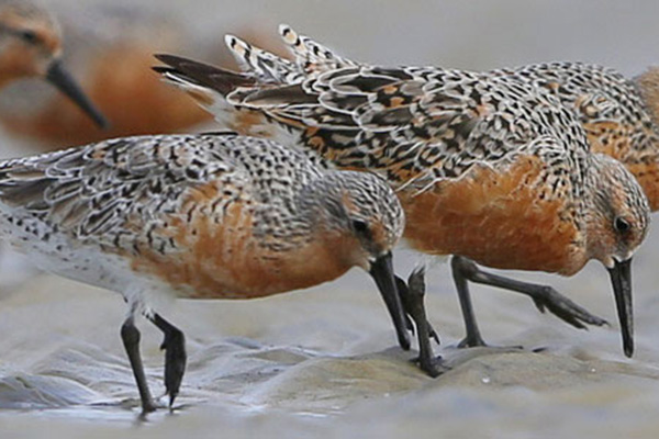 Voices of the Pacific Flyway