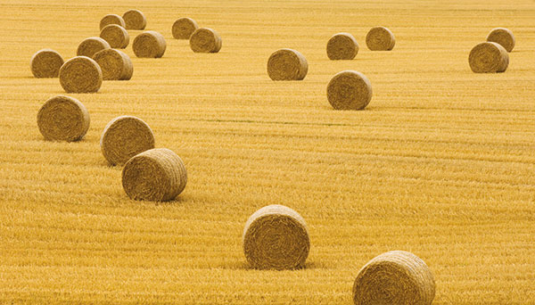 North American Grasslands