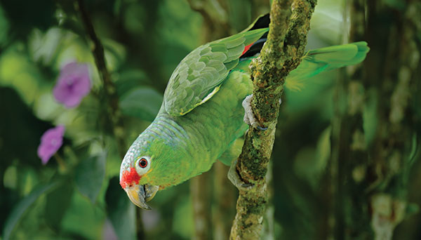 Parrot on a tree branch