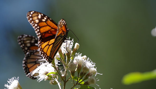 Monarch Buttlerfly