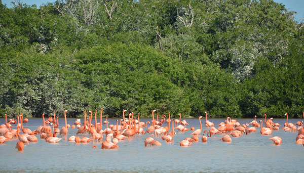 Flamingos in their habitat