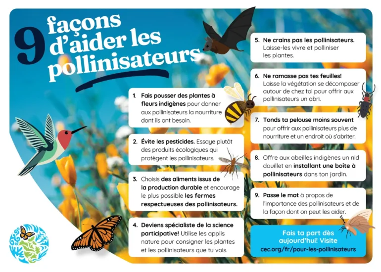 9 faços d'aider les pollinisateurs