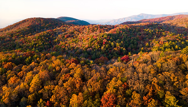 Air photo of a North American Forest