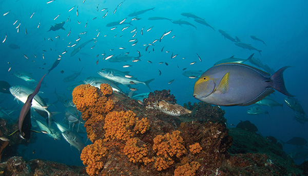 Fish and a coral reef