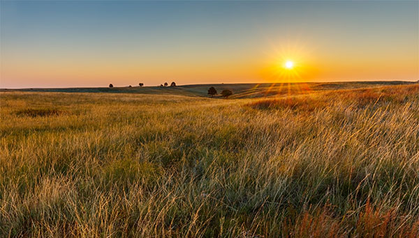 endemic grassland-dependent species