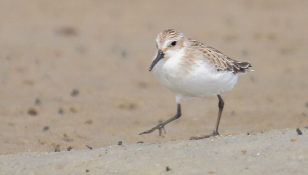 Shorebird walking on the sand