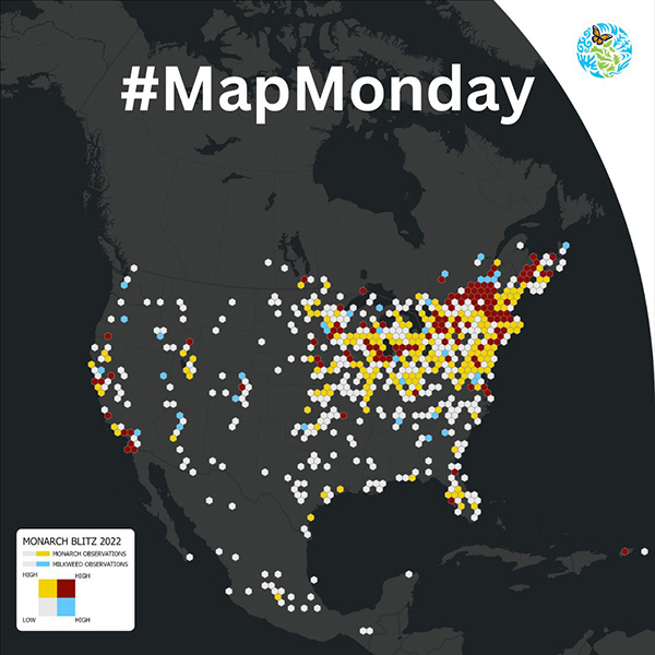 #MapMonday Monarch Blitz Map