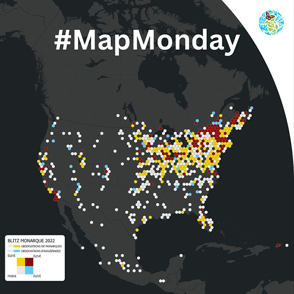 #MapMonday Monarch Blitz Map