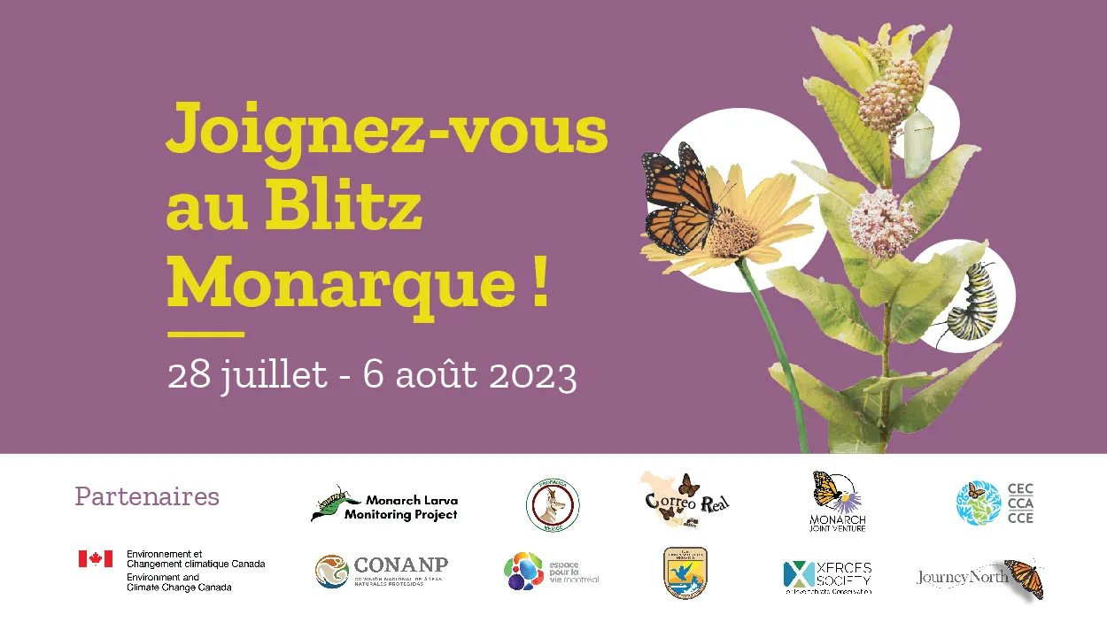 Cover for the 2023 International Monarch Monitoring Blitz