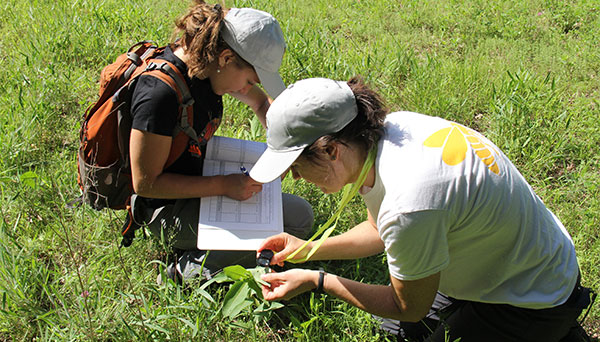 Two community scientists seated in a field. One writes down observations as another examines a milkweed plant