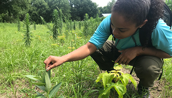 A community scientist crouching down to look for signs of the monarch butterfly on a milkweed plant