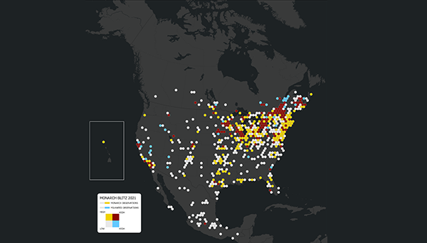 A map of North American displaying the concentration of milkweed and monarch observations collected in the 2021 Monarch Blitz
