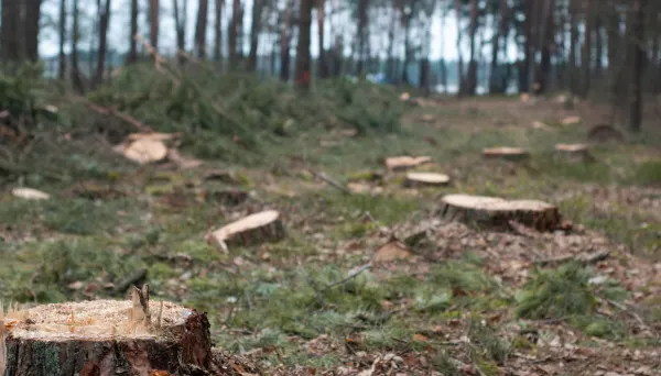 Forest in Jalisco showing of Illegal Logging