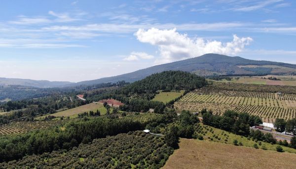 Avocado Production in Michoacán