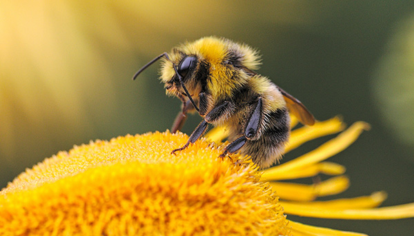 Pollinators support