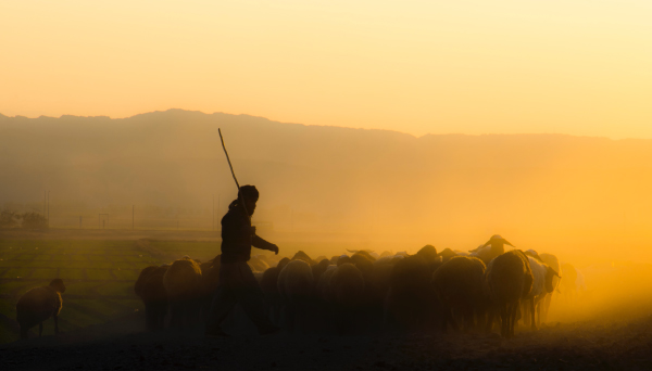 Person and a herd of sheep