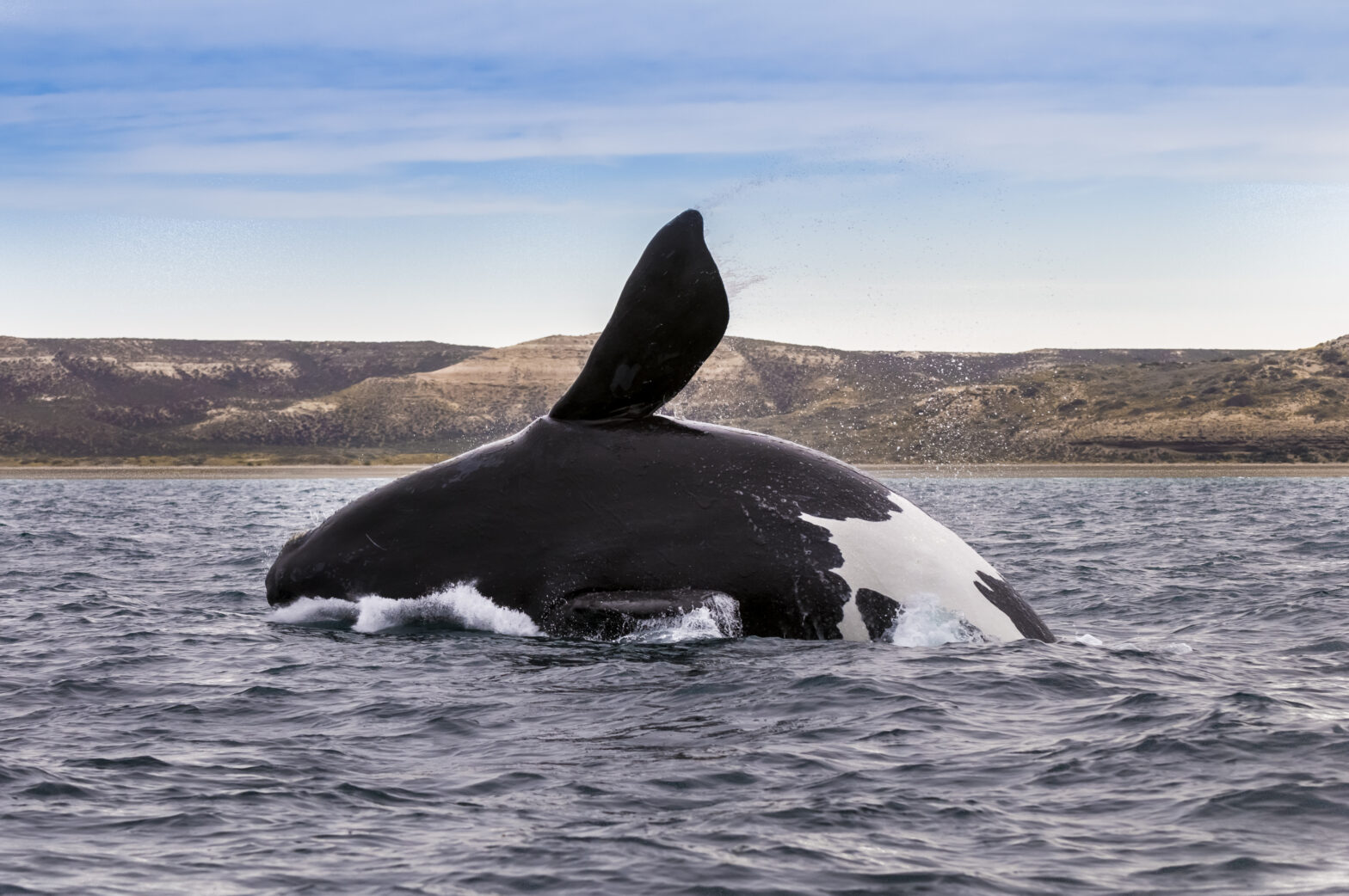 North Atlantic Right Whale swimming in the ocean