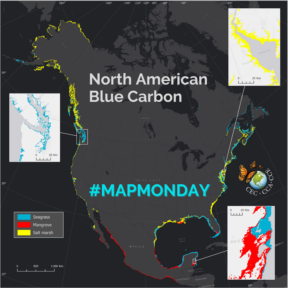 North American blue carbon