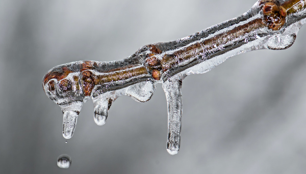 Tree branch covered in a layer of ice