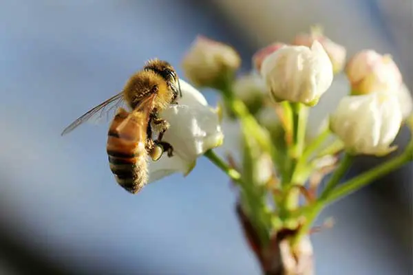 Ecosistemas Bee pollinating
