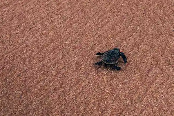 Tortoise on the sand
