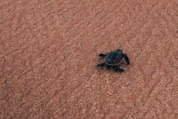 Aplicación de la legislación Tortoise on the sand