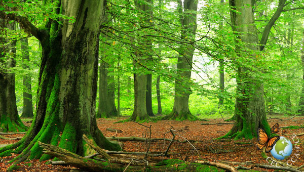 Photo of a forest in North America