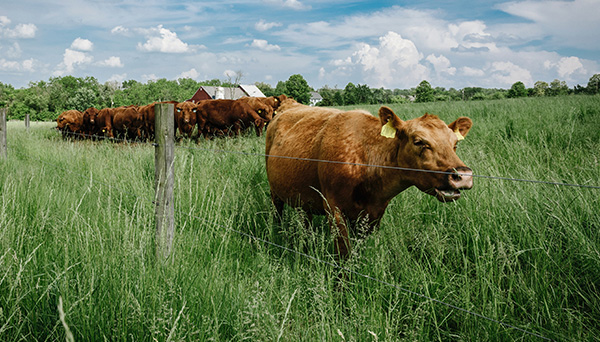 Cows grazing on a prairie
