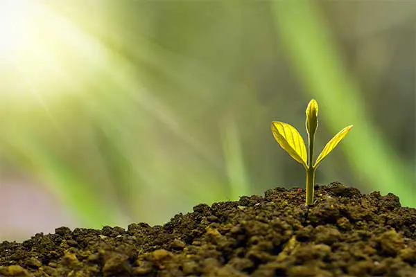 Crecimiento verde Nature growing