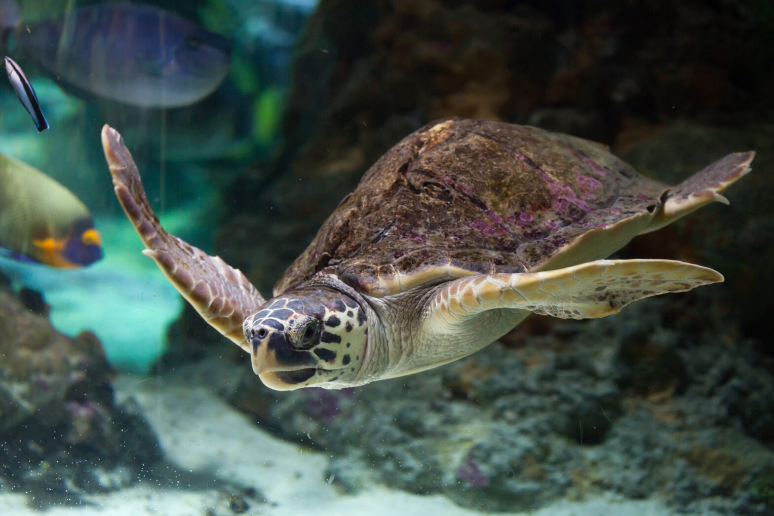 Loggerhead sea turtle underwater