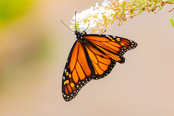 Photo of a Monarch Pollinating