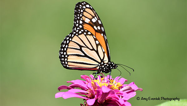 Una mariposa monarca posada en una flor rosada. 
